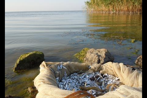 Fish catch in Sasyk Lagoon, Ukraine. Credit: Yuriy Kvach/ CC-BY-SA-3.0
